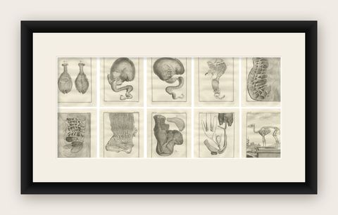 Complete Set of 10 Camel Anatomy Engravings, Buffon Scientific Plates 1769, shown framed