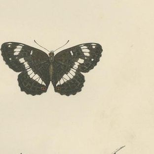 Metamorphosis in Motion: A Study of Butterfly Lifecycles, 1890, close-up 1
