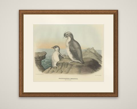 Spectacular Antique Bird Print of an Adult and Young Temminck's Auk, 1869, shown framed