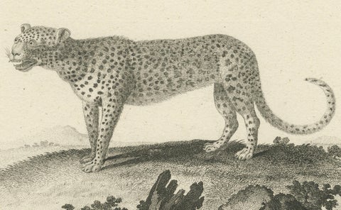 Antique Engraving of a Leopard, Drawn by Ihle and Engraved by Bock, c.1800, close-up 2