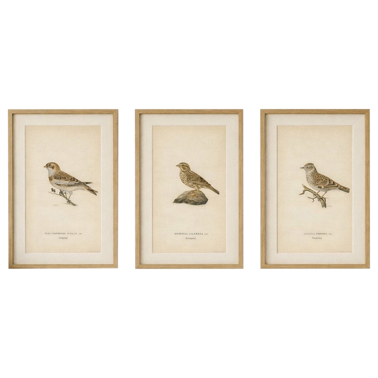 1929 Scandinavian Bird Prints Trio, Nordic Natural History, Designer Wall Art