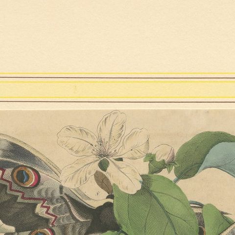 19th-Century Hand-Colored Lithograph of Giant Moths and Silkworm Life Cycle, close-up 5