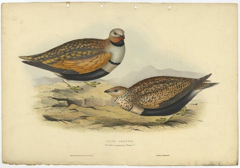 Antique Hand-Colored Bird Print of the Sand Grouse by Gould, 1832, view 2