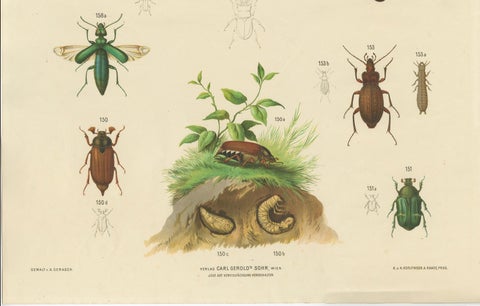 Large Antique Educational Poster of European Beetles and Larvae, c.1880, close-up 5