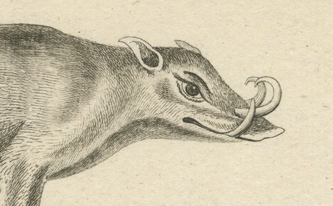 Antique Engraving of a Babirusa and a Swallow, ca.1800, close-up 4