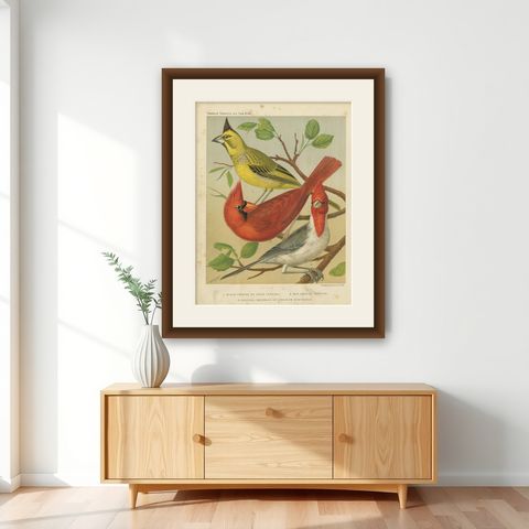 Antique Bird Print of Black-Crested, Red-Crested Cardinal, Cardinal Grosbeak, shown framed on a wall