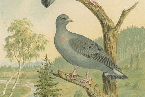 Wood Pigeons in a Spring Landscape, Elegant Antique Bird Chromolithograph, 1880, close-up 4