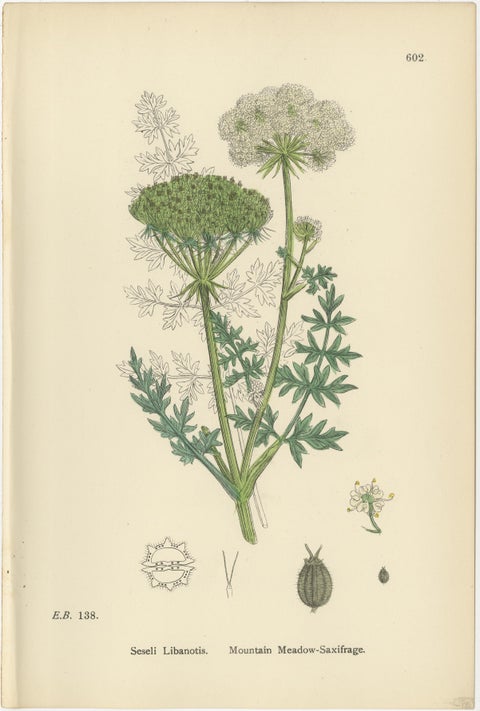 Antique English Botanical Prints, British Wildflowers & Herbs for Interiors, view 4
