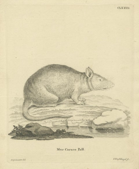 Antique Zoological Engraving of a Rodent, D.R. Nitschmann & J. Nußbiegel, c.1800, close-up 4