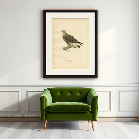 Antique Bird Print of the Rough-Legged Hawk, '1929', shown framed on a wall