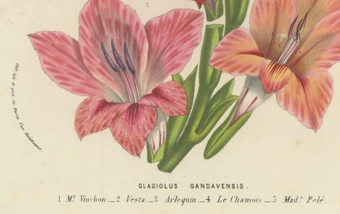 Vibrant Blooms of Sword Lily: Gladiolus Gandavensis Botanical Illustration, 1855, close-up 3