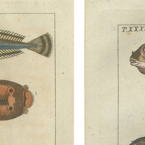 Set of 2 Antique Fish Prints - Viviparus - Oyster Toadfish - Tusk Fish, close-up 1