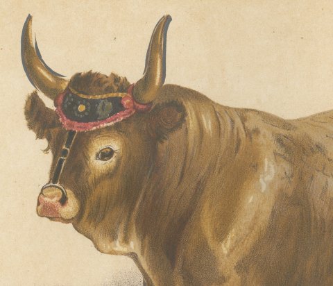 Baretonne Bull with Frontlet, French Cattle Chromolithograph, 1863, close-up 1