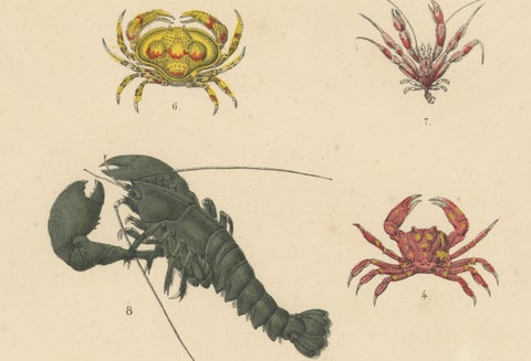 Crustaceans & Marine Invertebrates Print: Crab, Lobster, Horseshoe Crab - 1867, close-up 1