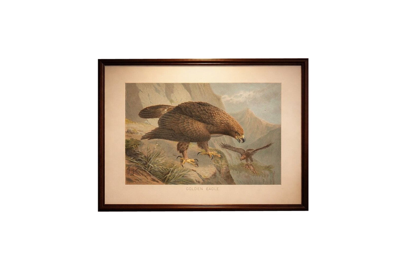 Antique Golden Eagle Bird Lithograph, Royal Natural History, 1895