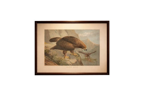 Antique Golden Eagle Bird Lithograph, Royal Natural History, 1895