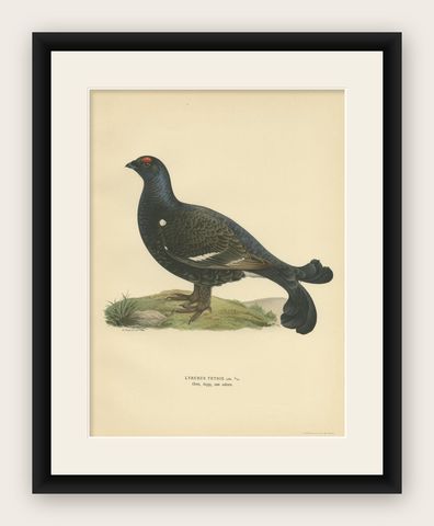 Antique Bird Print of the Black Grouse by Von Wright, 1929, shown framed