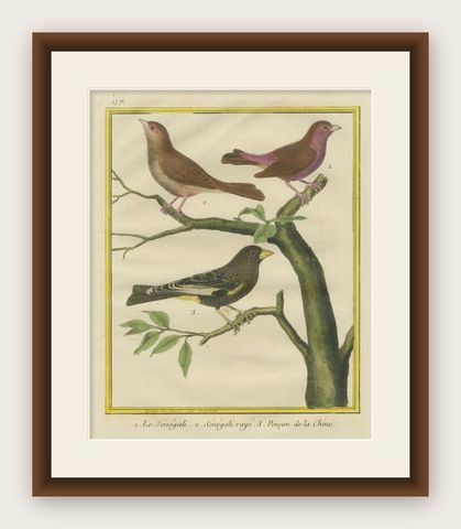Exotic Birds of the World: A 1765-1780 Study by Martinet and Buffon, shown framed