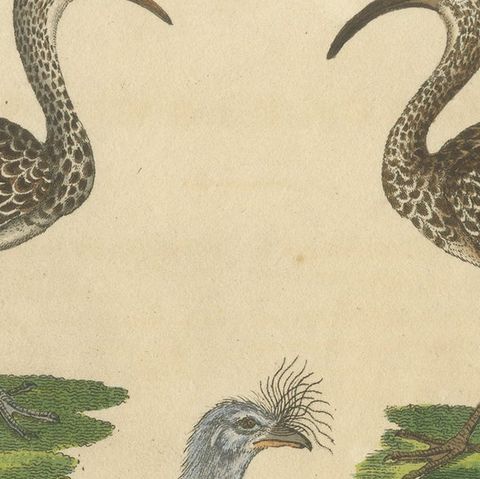 Antique Print of Various Birds Including the Eurasian Curlew, close-up 3
