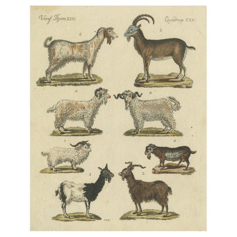 Antique Handcolored Engraving of Domestic Goats, c.1800