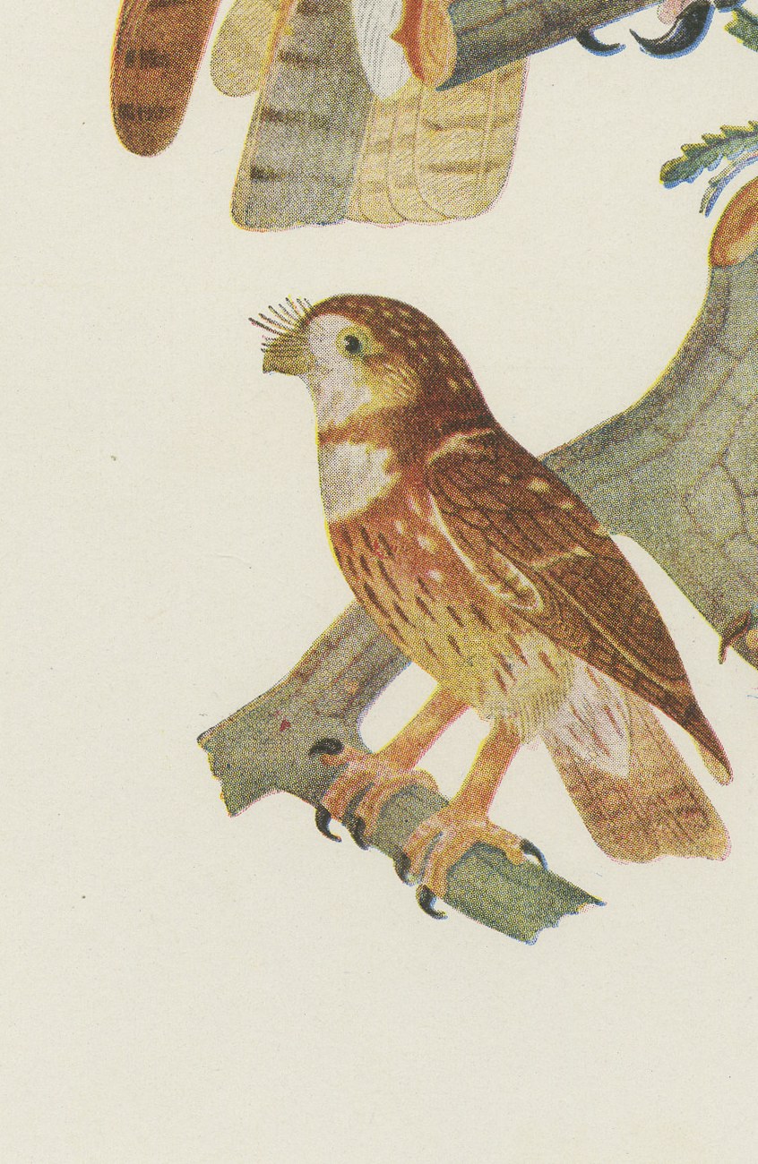 Striped Owl, Barn Owl and Pygmy Owl, Brazilian Bird Print, Descourtilz, 1944, view 5