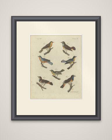 Original Antique Print of Seven Robins, Bluethroats and Yellowthroats, 1796, shown framed