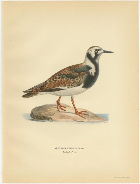 Antique Bird Print of the Ruddy Turnstone 'Male' by Von Wright '1929', view 2