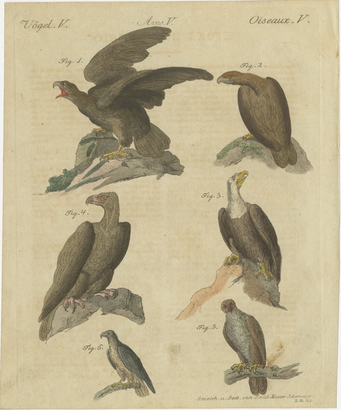 Eagles including the Bald Eagle, Antique Bertuch Print, circa 1805