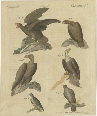 Eagles including the Bald Eagle, Antique Bertuch Print, circa 1805