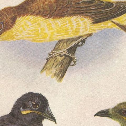 Antique Print of the Enameled Bird, Shield-Bill & Loria's Bird, 1950, close-up 2