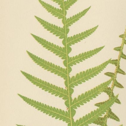 Antique Hand-Colored Fern Prints - Didymochlaena, Aspidium - 19th Century, close-up 2