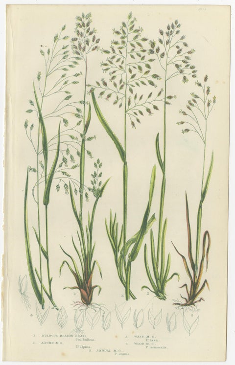 Horsetail Plants, Trio of Victorian Botanical Prints, 1873, view 4