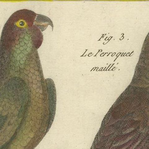 Exotic Parrots from the 18th Century: Hand-Colored Engraving by Robert Benard, close-up 4