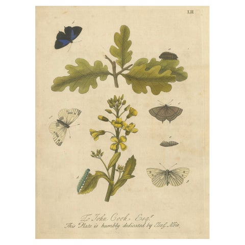 Butterfly Life Cycle on Oak & Wallflower, Albin Hand-Colored Engraving, 1720