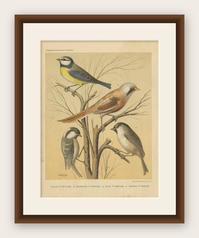 Antique Bird Print of the Eurasian Blue Tit, Bearded Titmouse and Others, shown framed