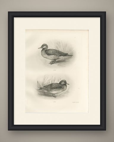 Teal, Two Figures, Antique Bird Print after Lilian Medland, circa 1909, shown framed