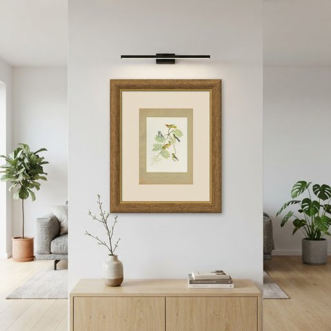 Warblers and Honeycreepers on Acacia, Brazilian Bird Print, Descourtilz, 1944, shown framed on a wall