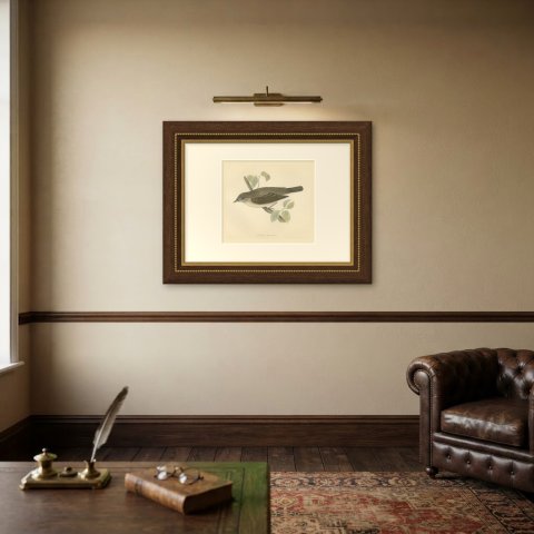 Garden Warbler on a Branch, Hand Colored Antique Bird Print, Morris, 1896, shown framed on a wall