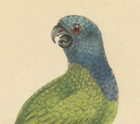 Original Hand-Colored Copperplate Engraving of The Blue-Headed Parrot, 1794, close-up 1