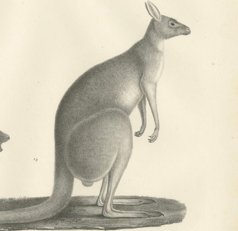 19th-Century Lithograph of a Spotted Phalanger and Woolly Kangaroo of Australia, close-up 2
