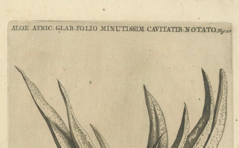 Botanical Engraving of African Aloe from Commelin’s "Praeludia Botanica", 1703, close-up 3