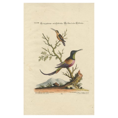 Large Red and Small Brown Hummingbirds Engraving by J.M. Seligmann, 18th Century