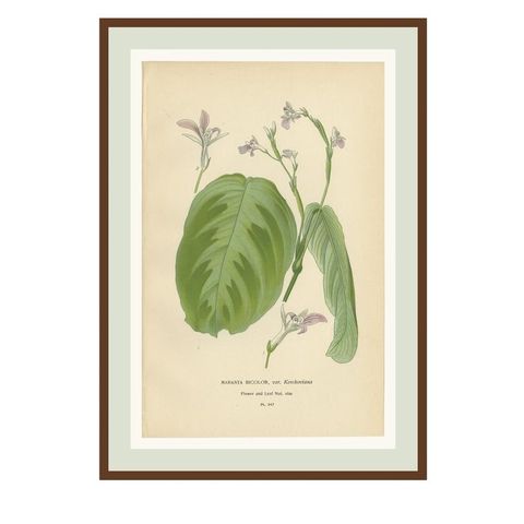 Set of 3 Antique Botanical Prints 1897, Lady’s Slipper, Maranta & Canna, close-up 1