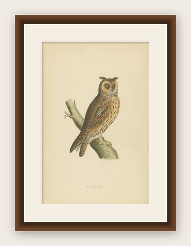 Antique Bird Print of the Long-Eared Owl by Morris, c.1850, shown framed