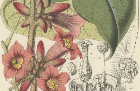 Botanical Illustration of Little Kurrajong: Brachychiton Bidwillii, c.1855, close-up 1
