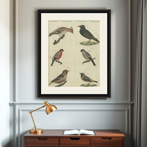 Elegant European Birds: 1805 Handcolored Engraving from Bertuch's Masterpiece, shown framed on a wall