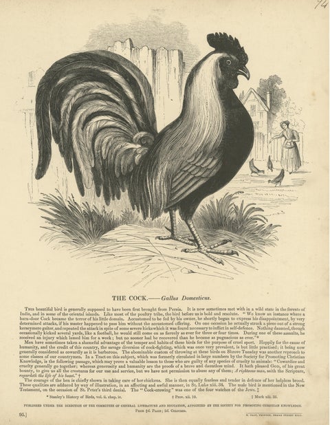 Original Antique Print of the Cock, or Gallus Domesticus, view 3