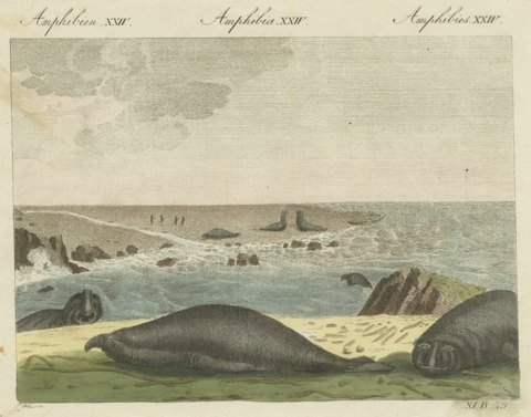 Elephant Seals on a Rocky Shore, Antique Bertuch Print, Vienna, circa 1809