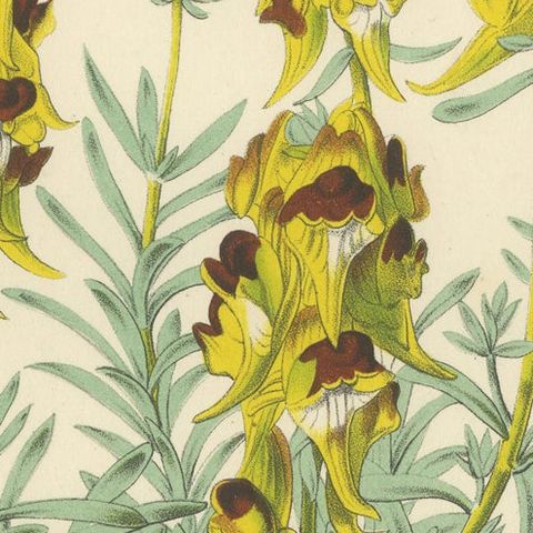 Toadflax 'Linaria Tristis' Botanical Illustration by Louis van Houtte, c.1850, close-up 4