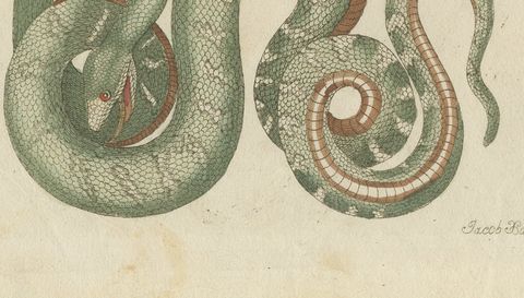 Two Patterned Snakes in Coils, Antique Bertuch Print, Vienna, circa 1805, close-up 2